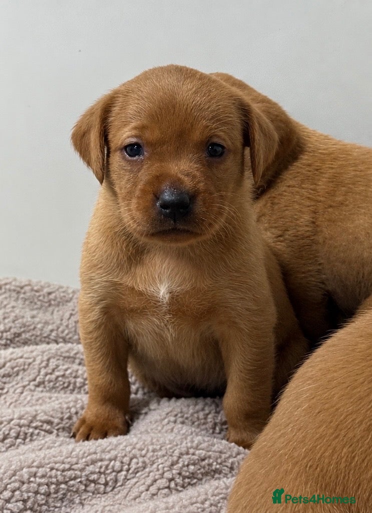 Labrador Retriever dogs Stunning KC Fox Red Boys & Girls Labradors  - Advert 1