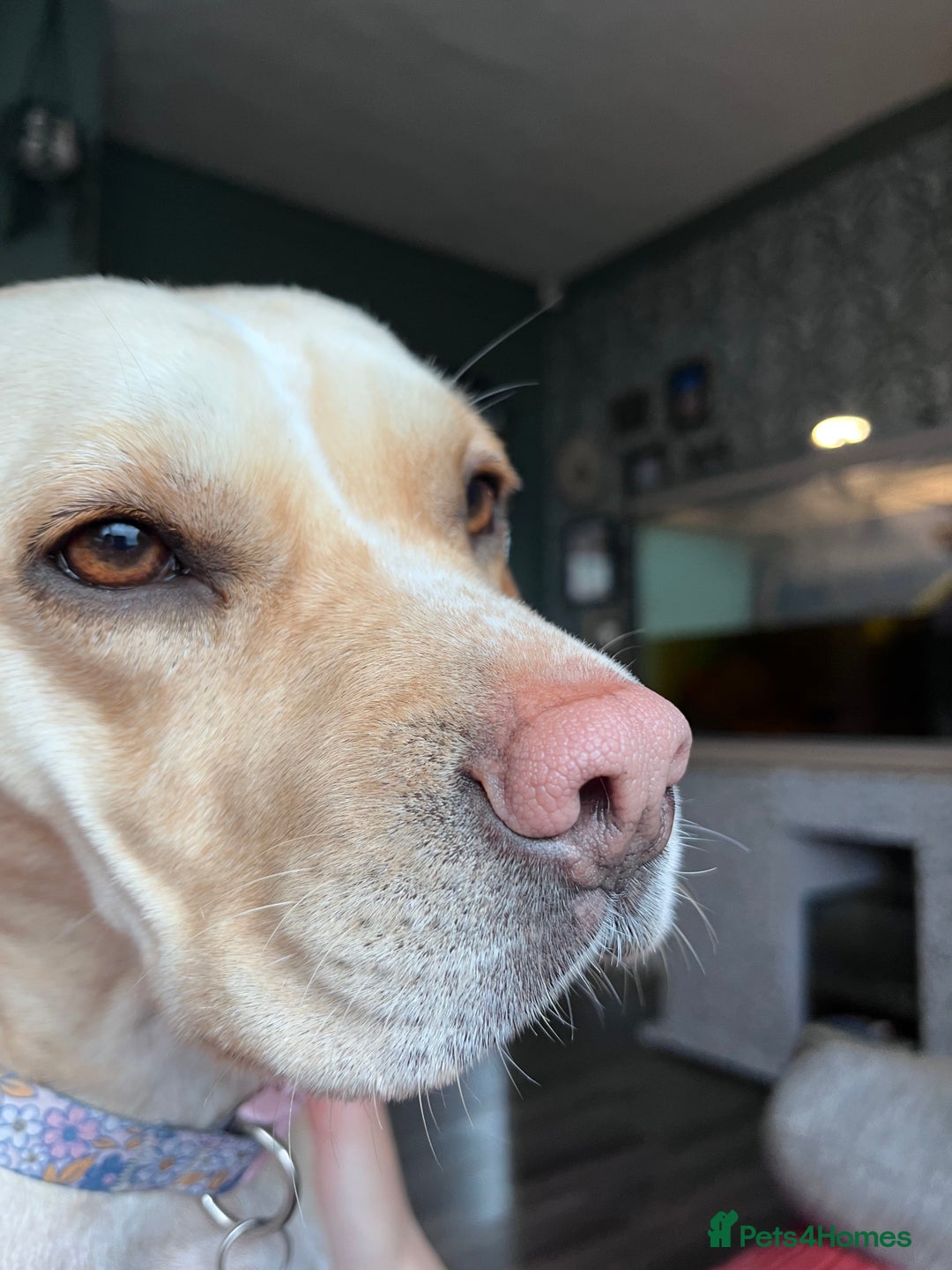 Mixed Breed dogs for sale: Bonnie  - Image 3