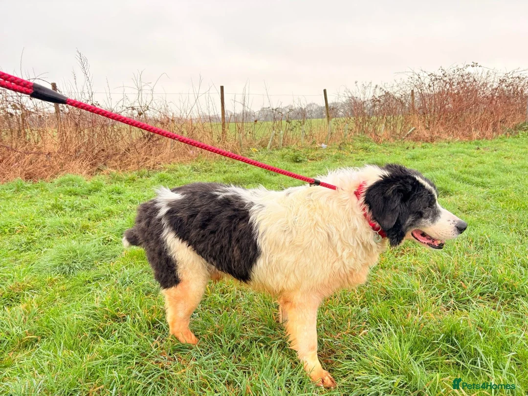 Mixed Breed dogs for adoption: Spiky - Norwich Norfolk  - Advert 3