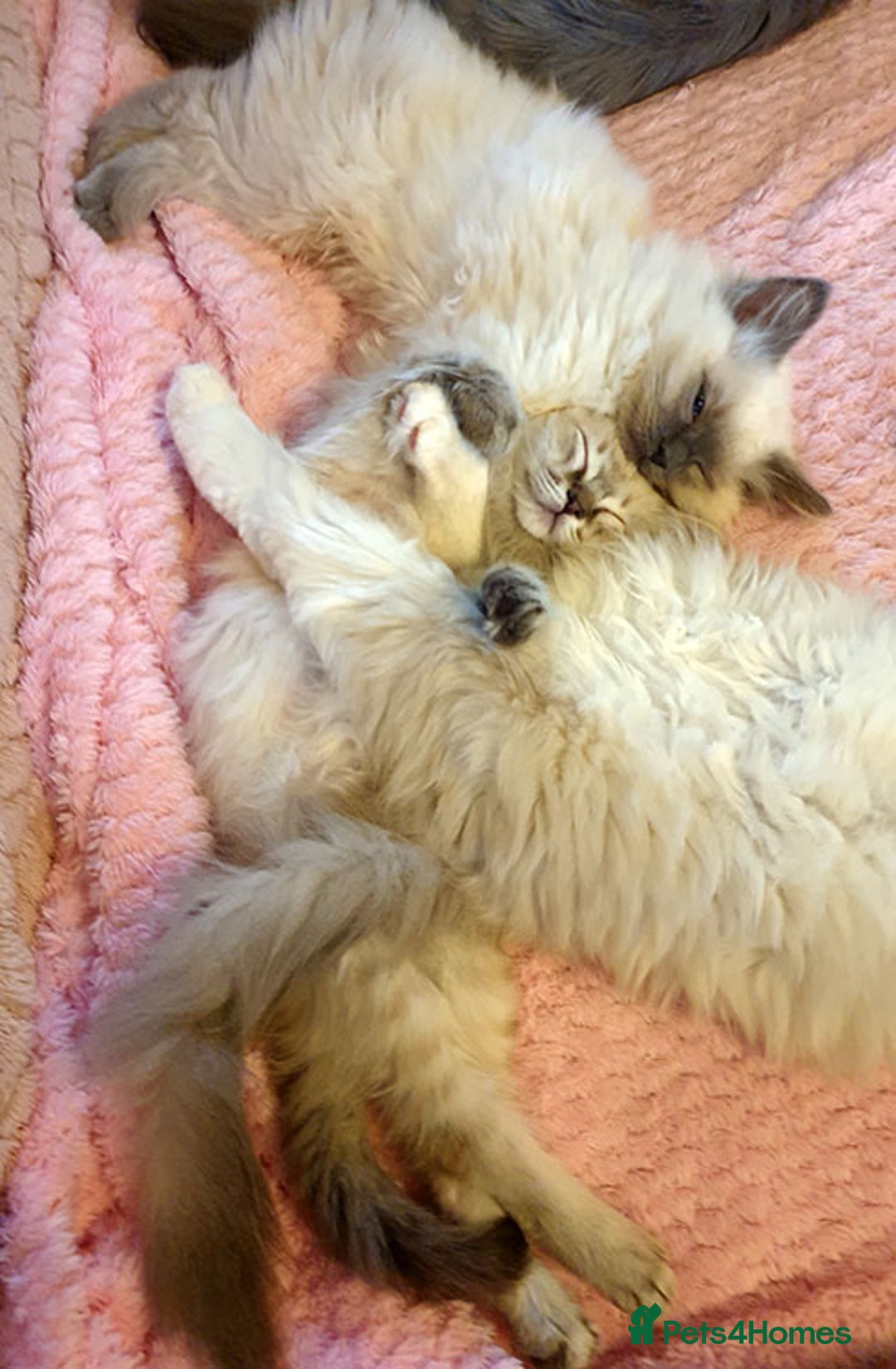 Ragdoll cats for sale: Stunning Adult Ragdoll and Kittens available!  - Image 25