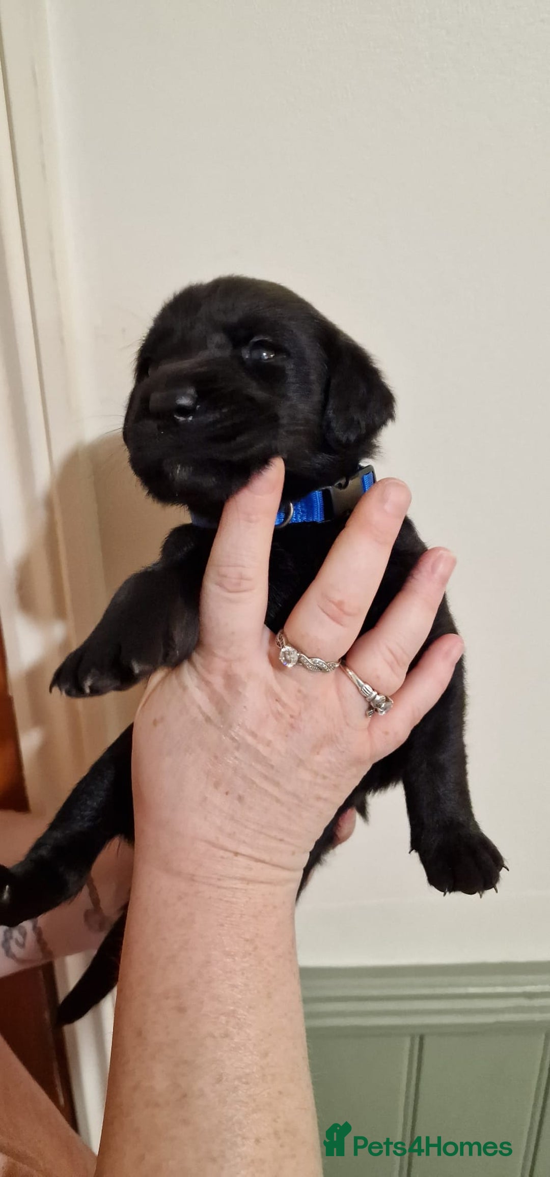 Labrador Retriever dogs for sale: KC Registered Black Lab (1 Girl, 1 boy remaining) - Image 28