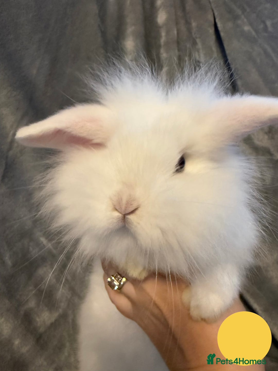 Lionhead rabbits for sale: 🐰 3 Baby Lionhead Rabbits for Sale 🐰 - Advert 3