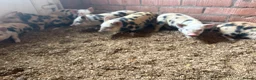 Pig livestock for sale: Julianna piglets for sale  in Bedworth - Advert 6