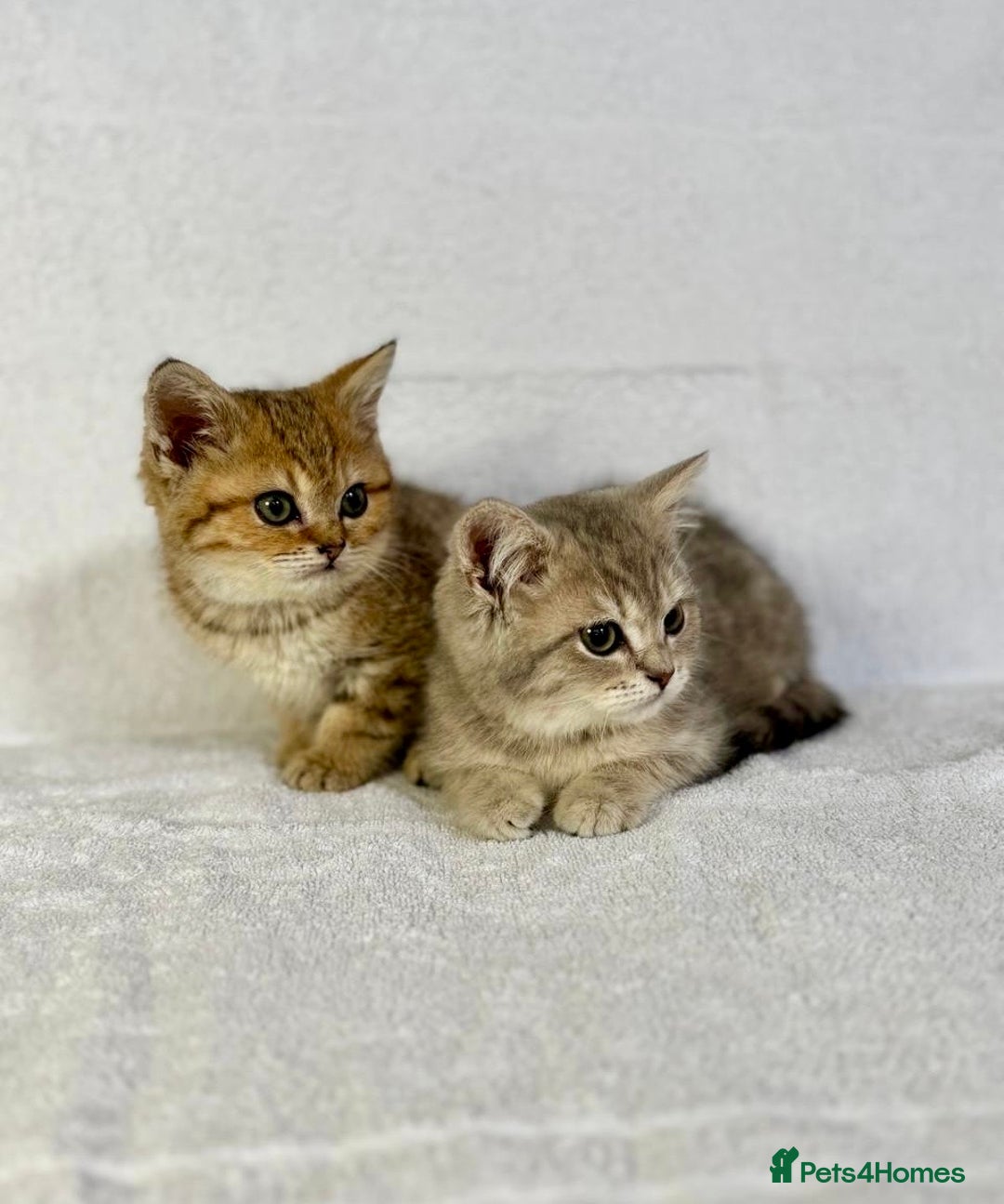 British Shorthair cats for sale: 🐾 Purebred BSH kittens🐾 - Image 25