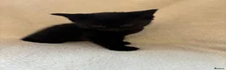 Scottish Fold cats for sale: Scottish Fold Kittens. - Advert 6