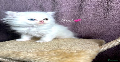 Persian cats - Advert 7