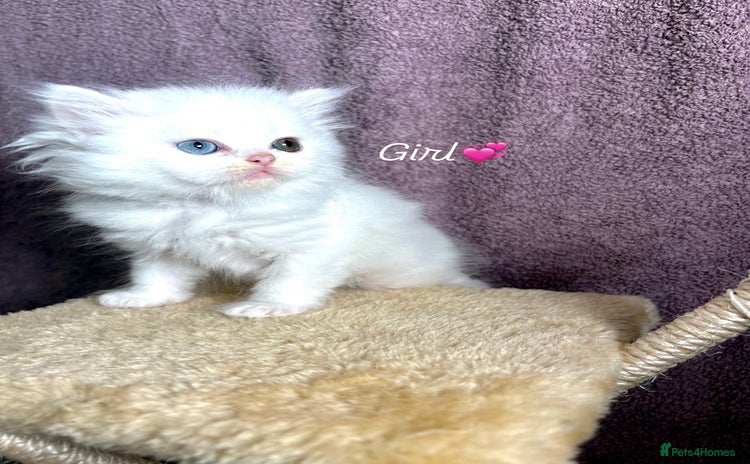 Persian cats - Advert 2