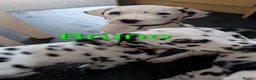 Dalmatian dogs for sale: Dalmatian puppies KC registered last 1 remaining - Advert 5