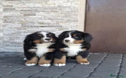 Bernese Mountain Dog dogs for sale: Bernese Mountain Dog – Best Friend for Life ❤️ - Image 3
