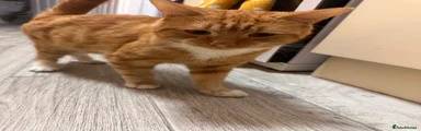 Taco 
