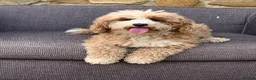 Australian Labradoodle dogs for sale: Gorgeous Australian Labradoodle female - Advert 1