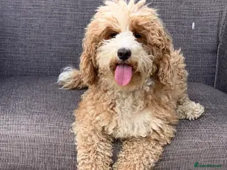 Australian Labradoodle dogs Gorgeous Australian Labradoodle female - Advert 1
