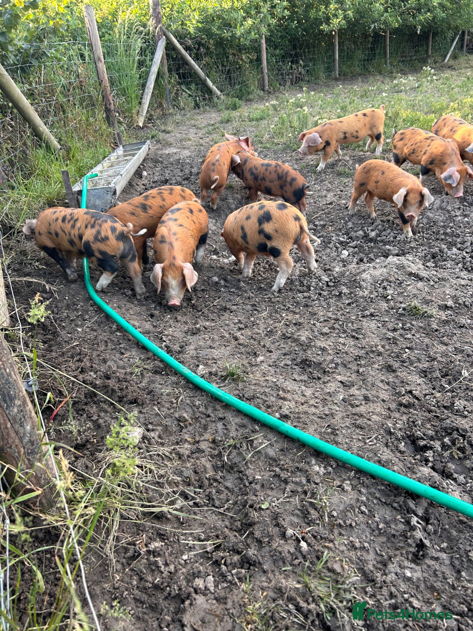 Pig livestock for sale: Pure bred Oxford Sandy Black Weaners pigs piglets - Advert 1