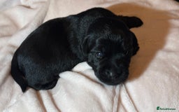 Labrador Retriever dogs for sale: black labradors - Image 3