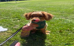 Mixed Breed dogs for sale: Glyn  - Image 6