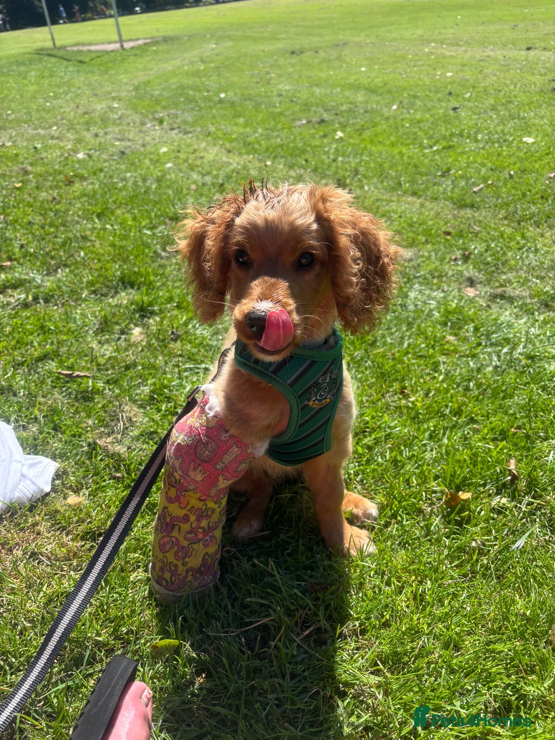 Mixed Breed dogs for sale: Glyn  - Image 6
