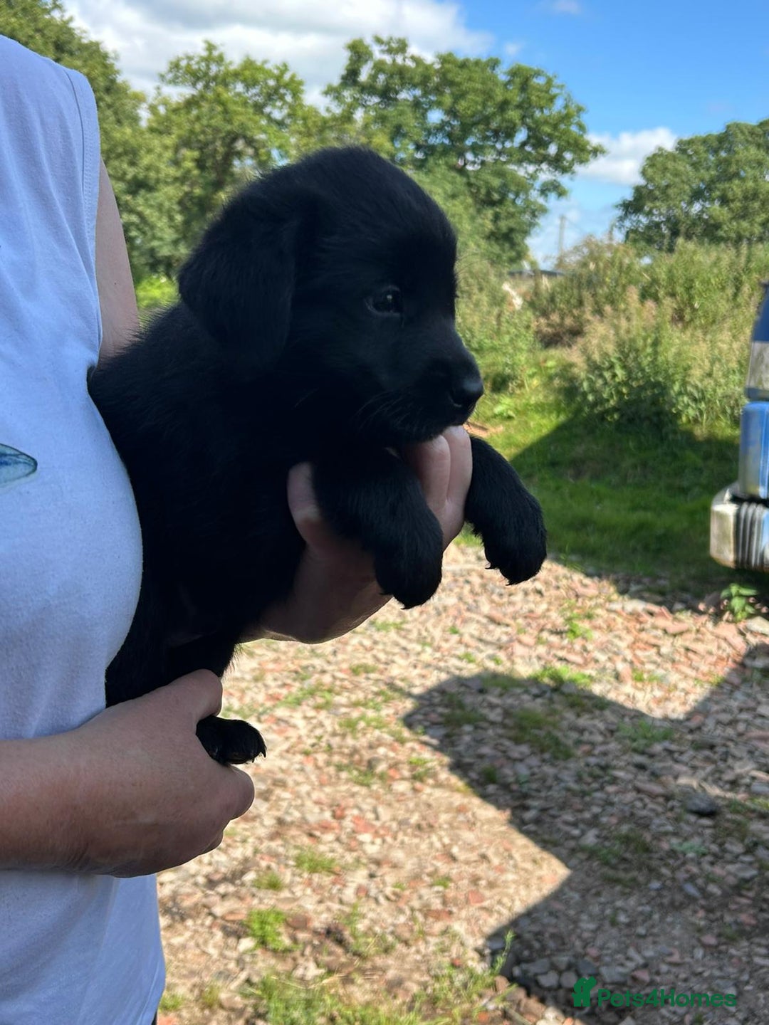 Mixed Breed dogs for sale: Malamute x black Labrador - Image 3
