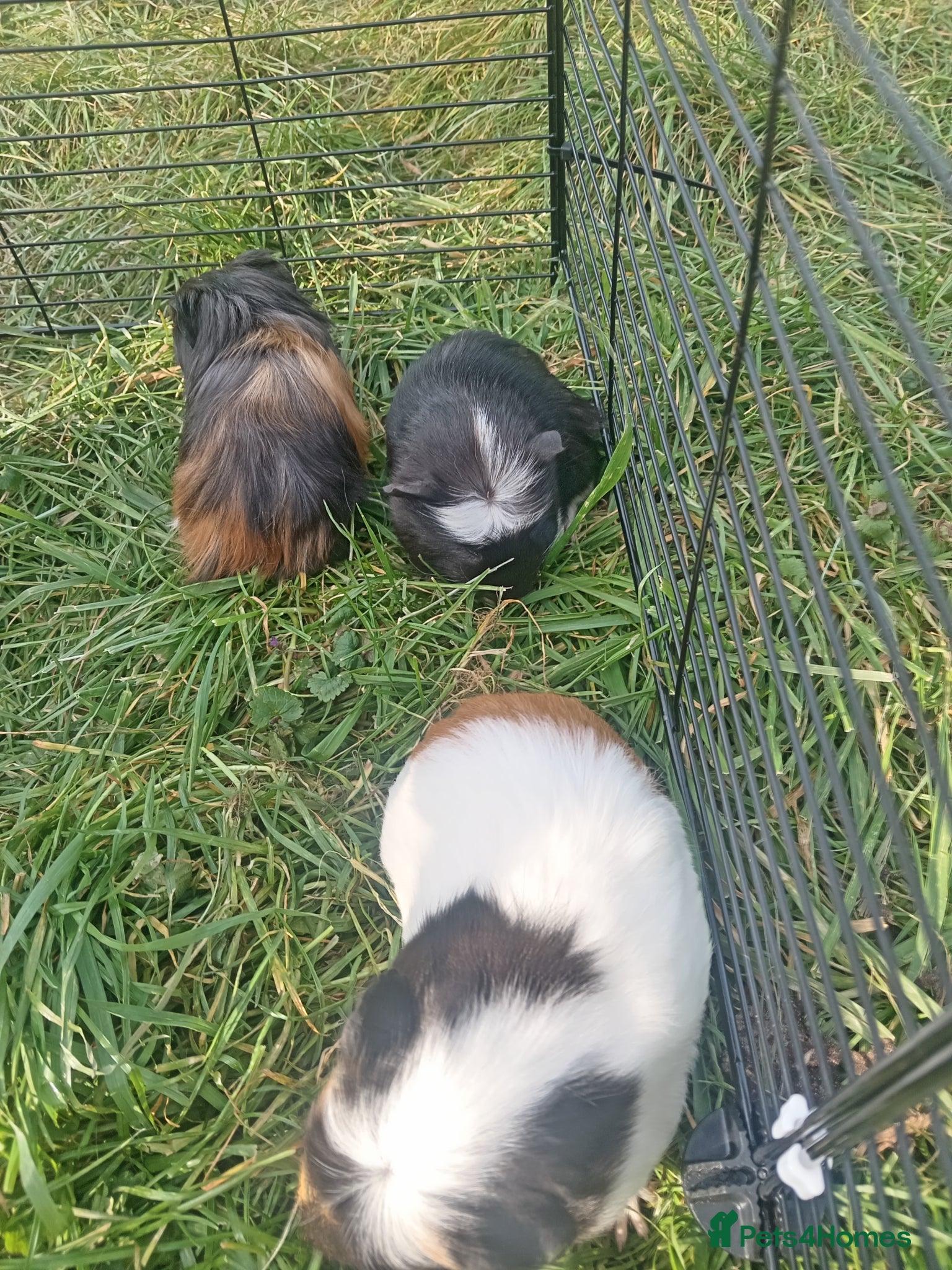 Guinea Pig rodents for sale: Guinea pigs available  - Advert 5