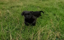 Mixed Breed dogs for sale: Cocker spaniel X Border terrier puppies - Image 3
