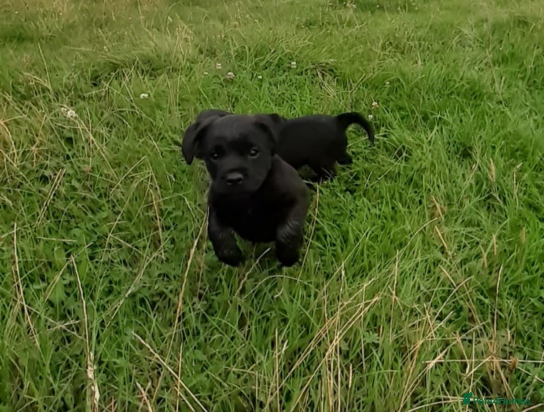 Mixed Breed dogs for sale: Cocker spaniel X Border terrier puppies - Image 3