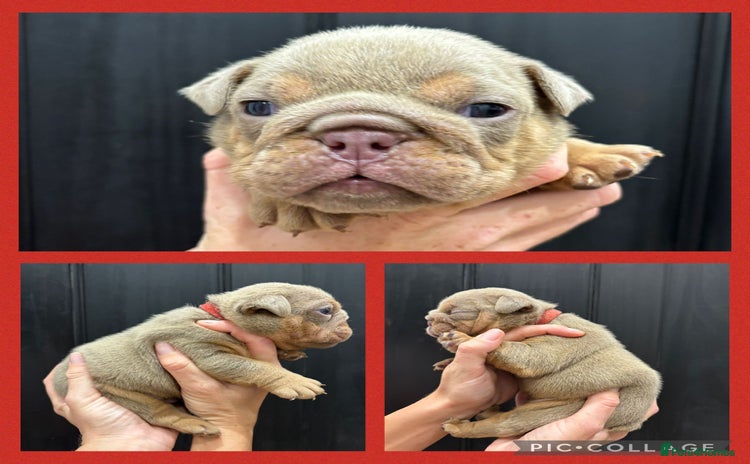 English Bulldog dogs - Advert 1