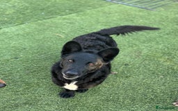 Mixed Breed dogs for adoption: Dashing Dave ready for a new home! - Image 10