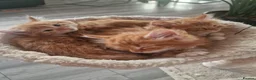 Norwegian Forest Cat cats for sale: Beautiful ginger Norwegian Forest fluffy kittens  - Advert 11