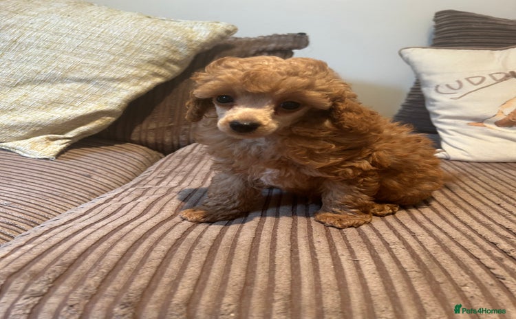 Miniature Poodle dogs - Advert 1