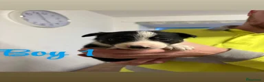 Border Collie 1