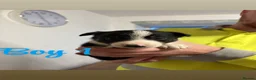 Border Collie dogs for sale: 6 Border Collie Puppies 🐾 - Advert 2