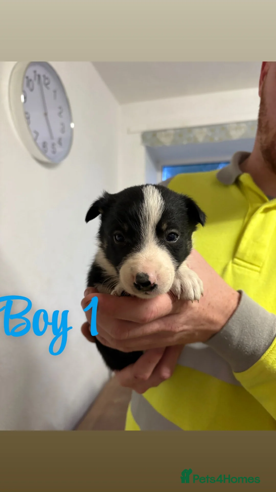 Border Collie dogs for sale: 6 Border Collie Puppies 🐾 - Advert 2