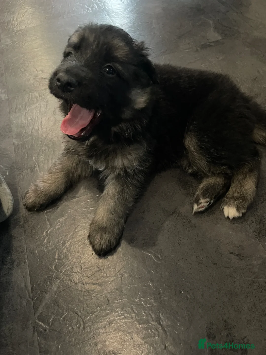 German Shepherd dogs for sale: German Shepherd puppies - Advert 1