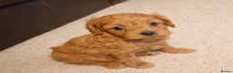Cavapoo dogs for sale: Health tested fully vaccinated toy Cavapoo - Advert 5