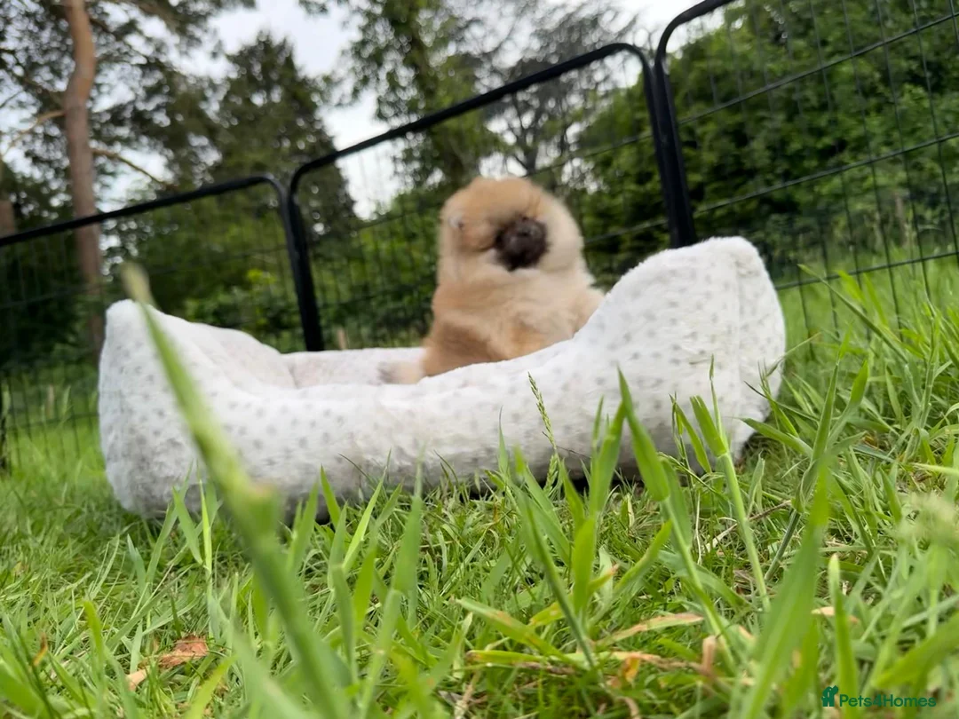 Pomeranian dogs for sale: Tiny Pomeranian Puppies  - Advert 2