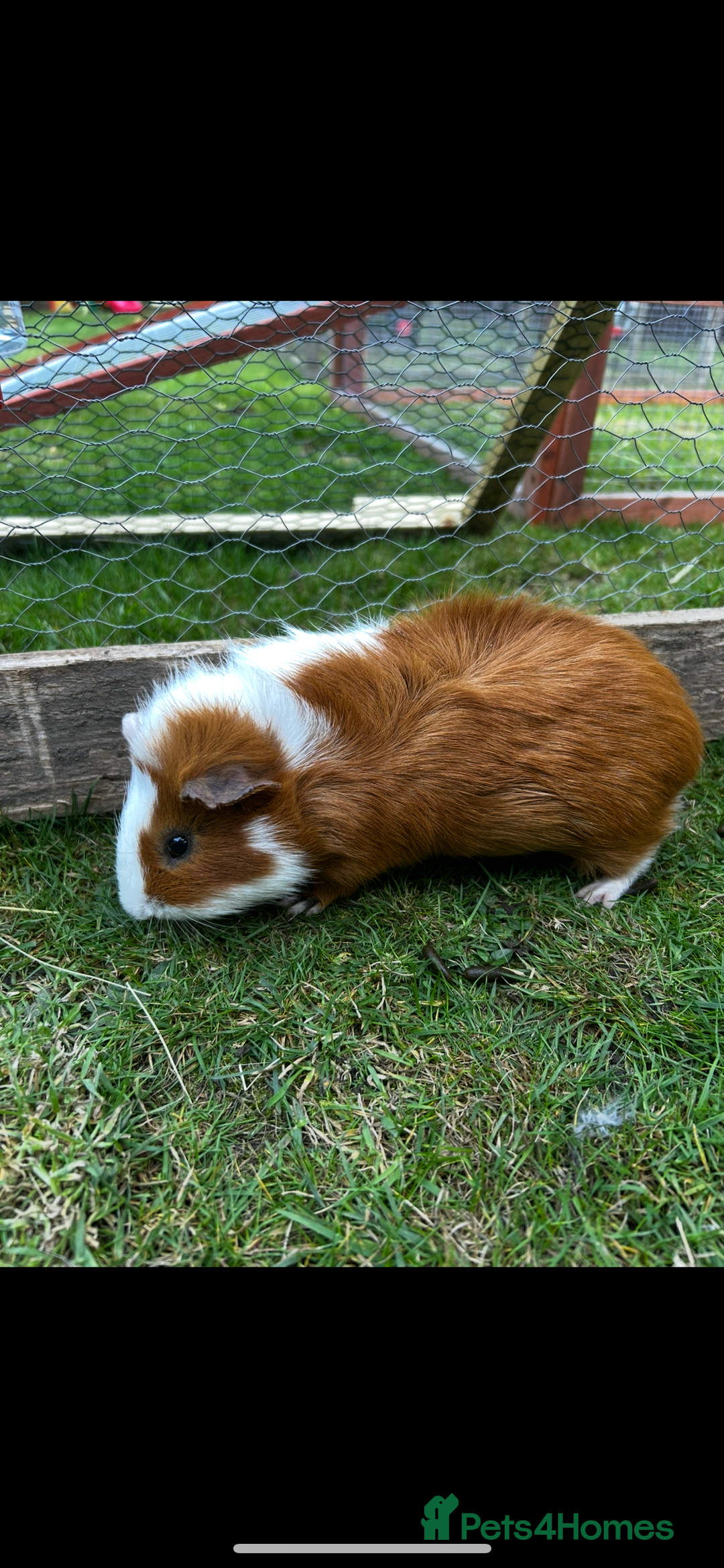 Guinea Pig rodents for sale: Jett & Fox- beautiful pair of bonded boys  - Advert 6
