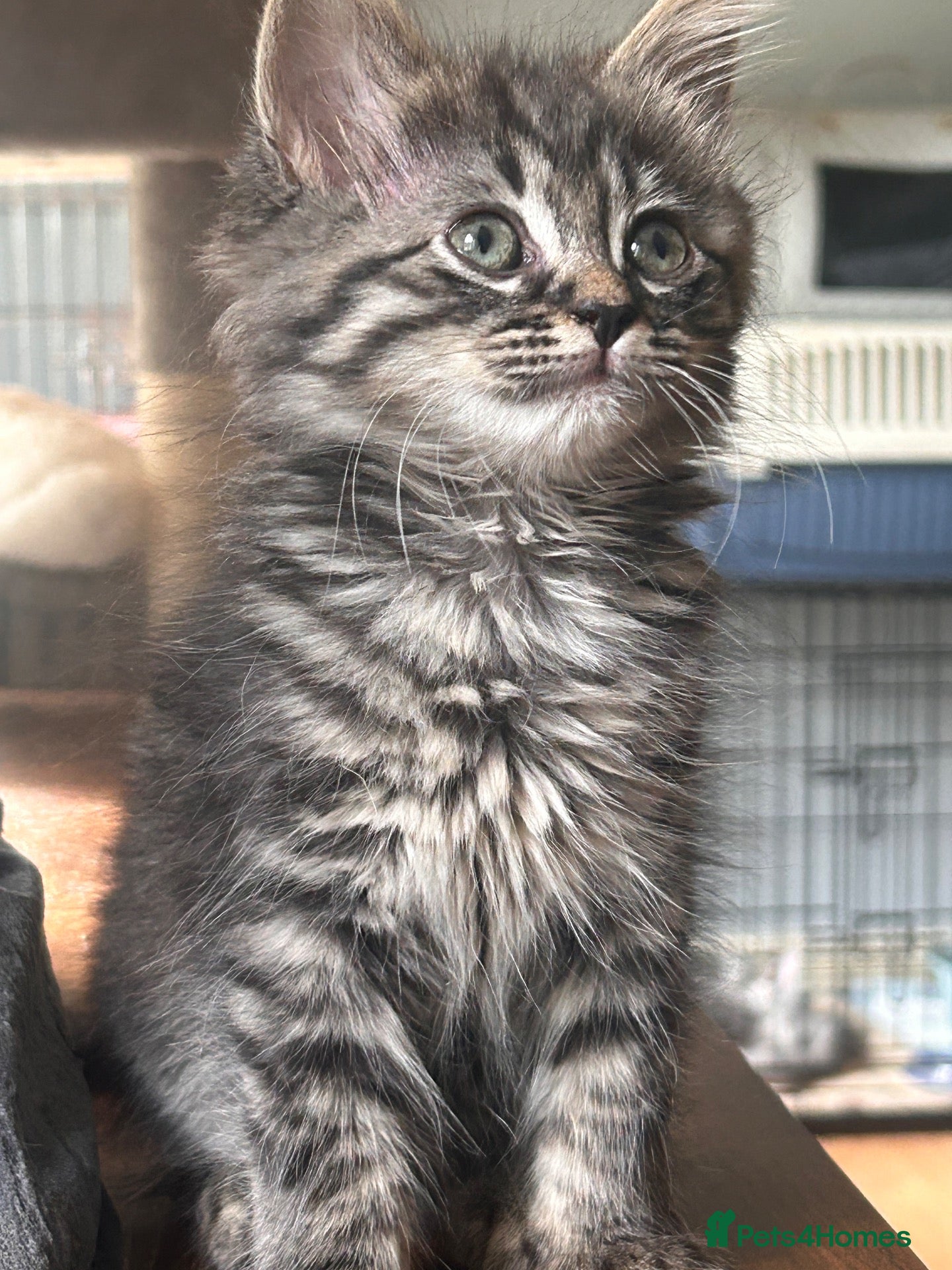 Mixed Breed cats Maine coon x ragdoll last 3 kittens available  - Advert 2