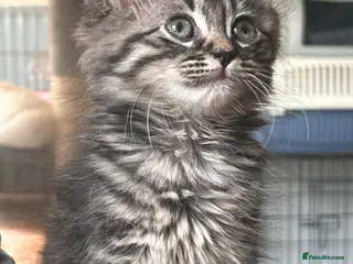 Mixed Breed cats Maine coon x ragdoll last 3 kittens available - Advert 2