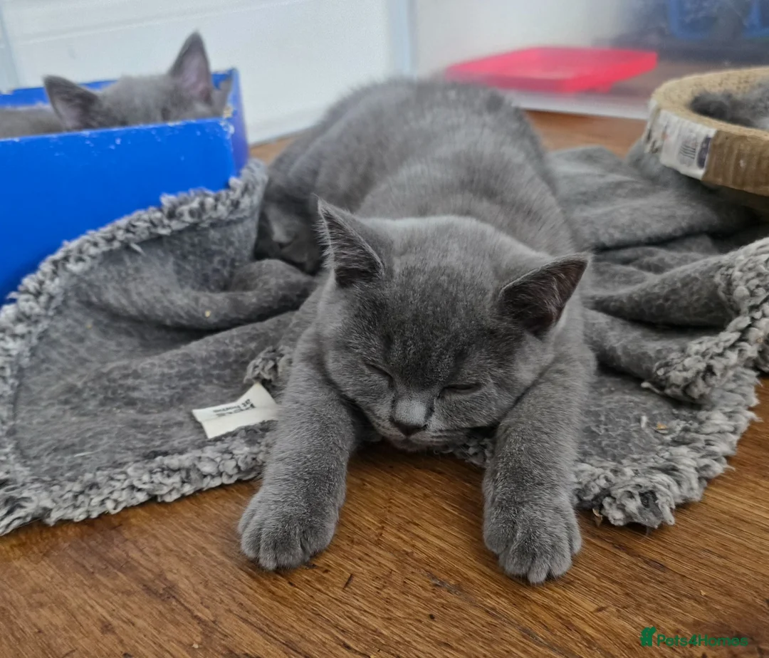 British Shorthair cats for sale: British Shorthair Kittens in London - Advert 2