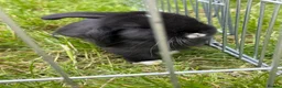 Mixed Breed rabbits for sale: Bunnies for sale  in Wadhurst - Advert 7