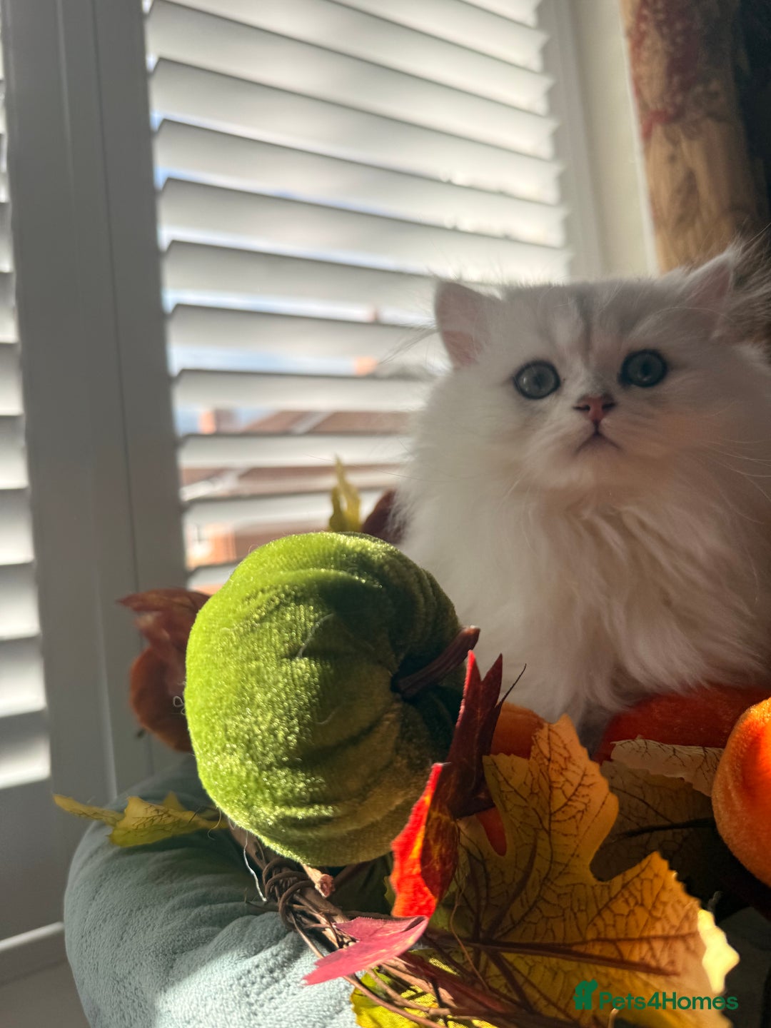 British Shorthair cats for sale: Two stunning sisters READY NOW - Image 6