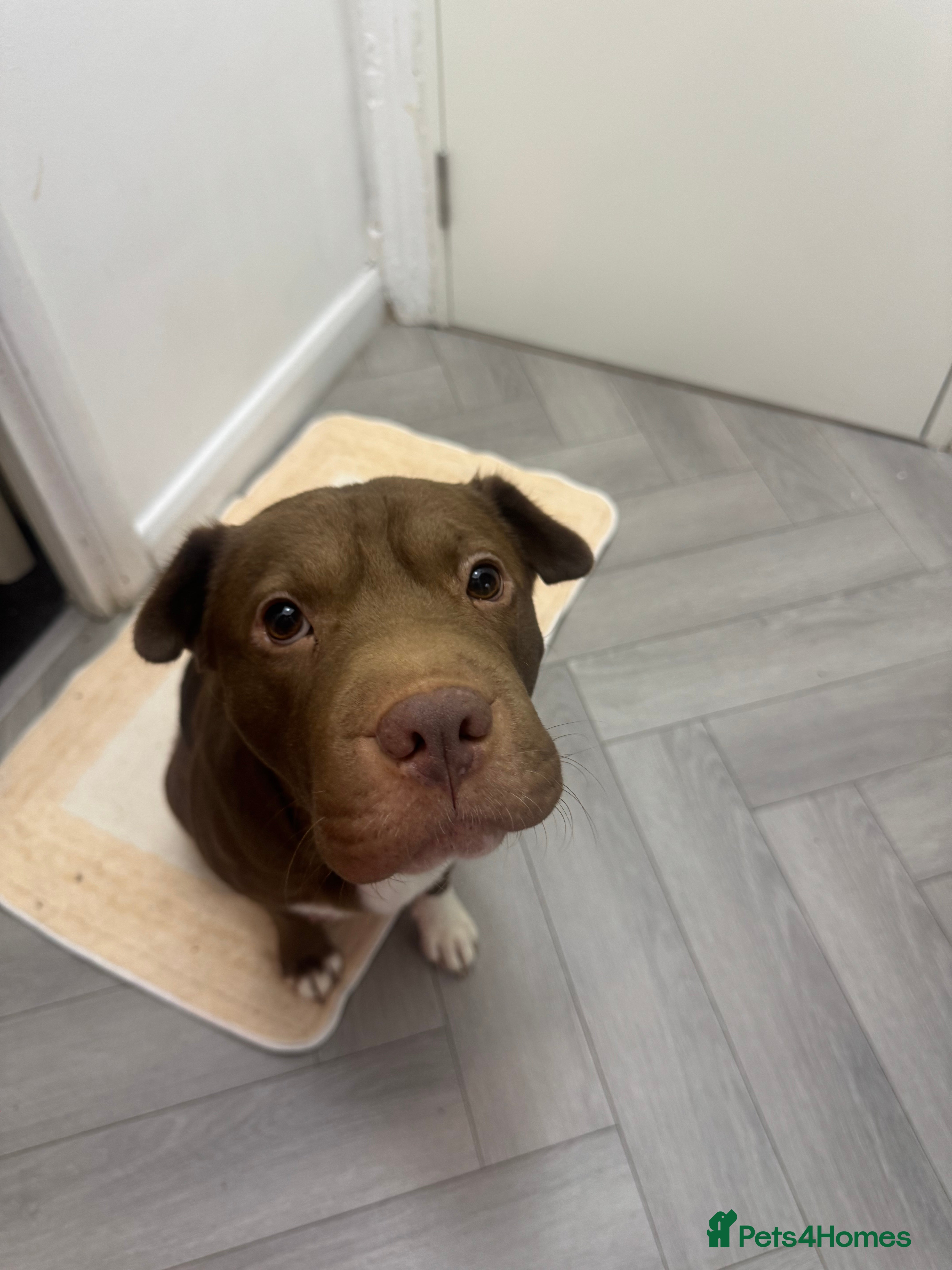 Mixed Breed dogs Shar Pei cross breed X Labrador Female puppy  - Advert 6