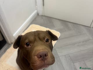 Mixed Breed dogs Shar Pei cross breed X Labrador Female puppy - Advert 7