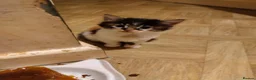 Mixed Breed cats for sale: Beautiful kittens looking for forever homes  - Advert 7