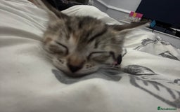 Domestic Shorthair cats for sale: Kitten for Sale - Image 4
