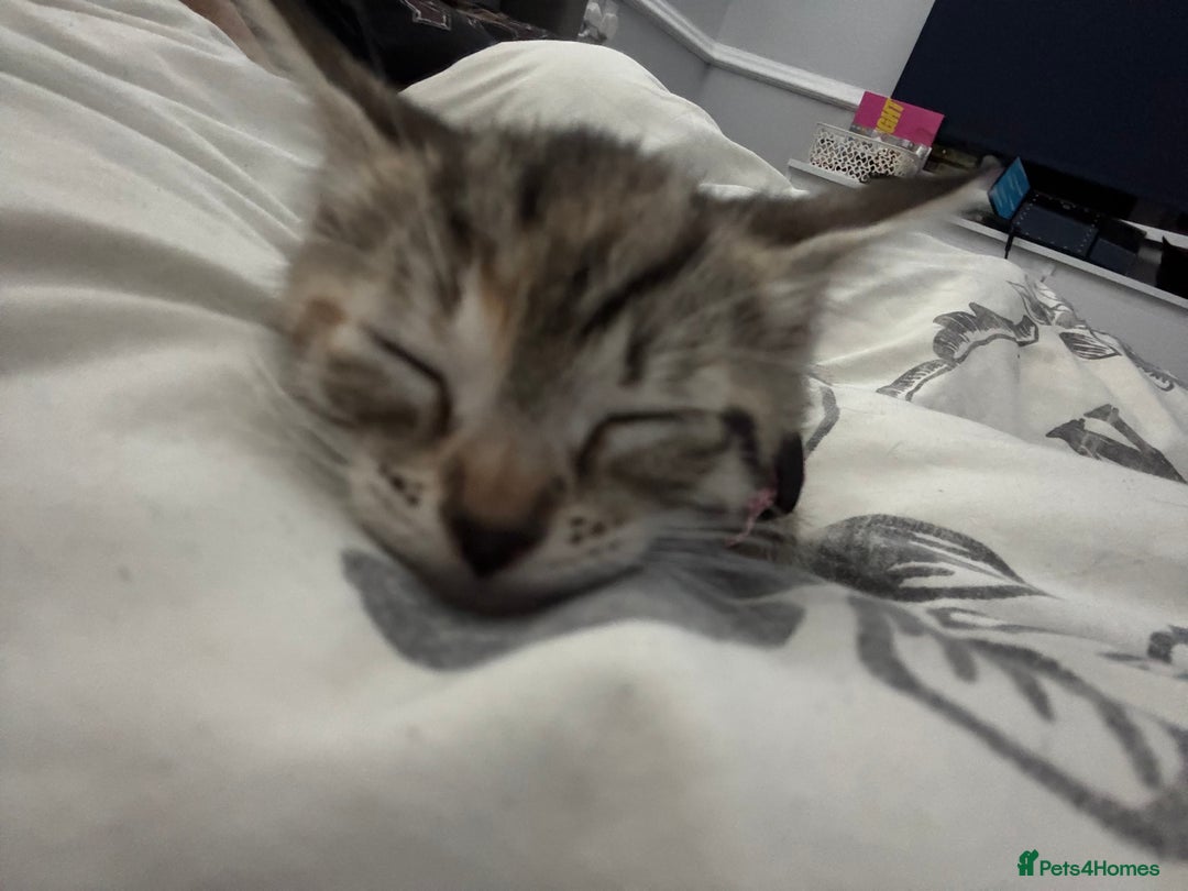 Domestic Shorthair cats for sale: Kitten for Sale - Image 4