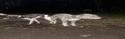 Mixed Breed dogs for sale: Bedlington whippet in Preston - Advert 3
