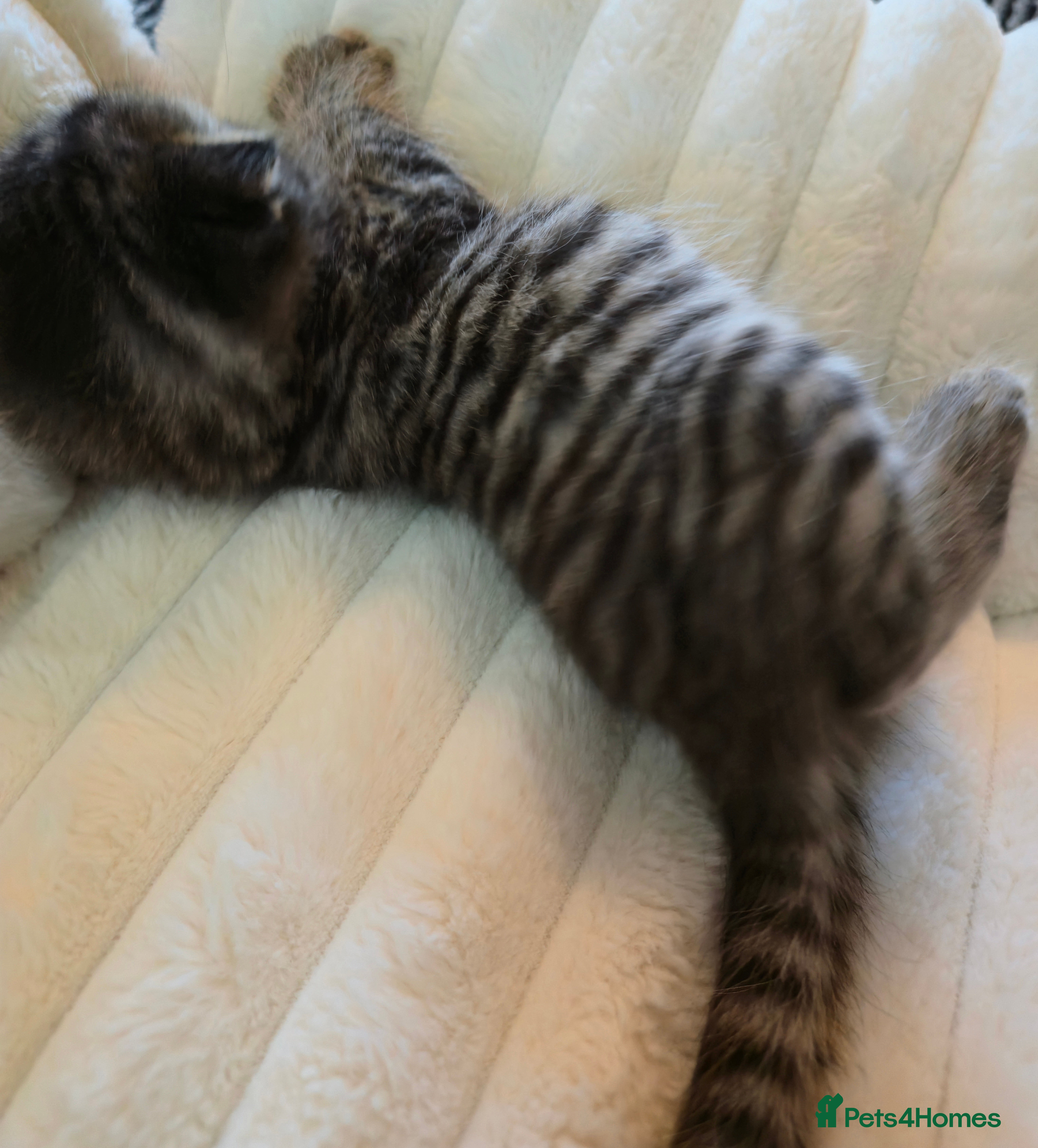 Scottish Fold cats scottish fold kittens for sale - Advert 5