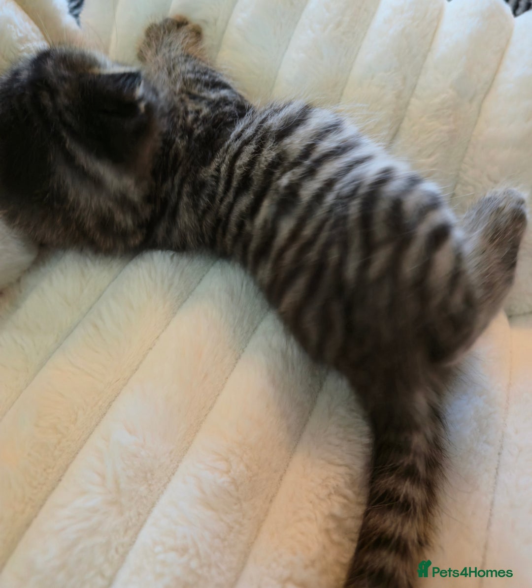 Scottish Fold cats for sale: scottish fold kittens for sale - Advert 1