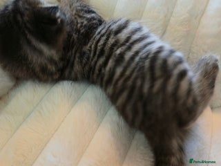 Scottish Fold cats scottish fold kittens for sale - Advert 5