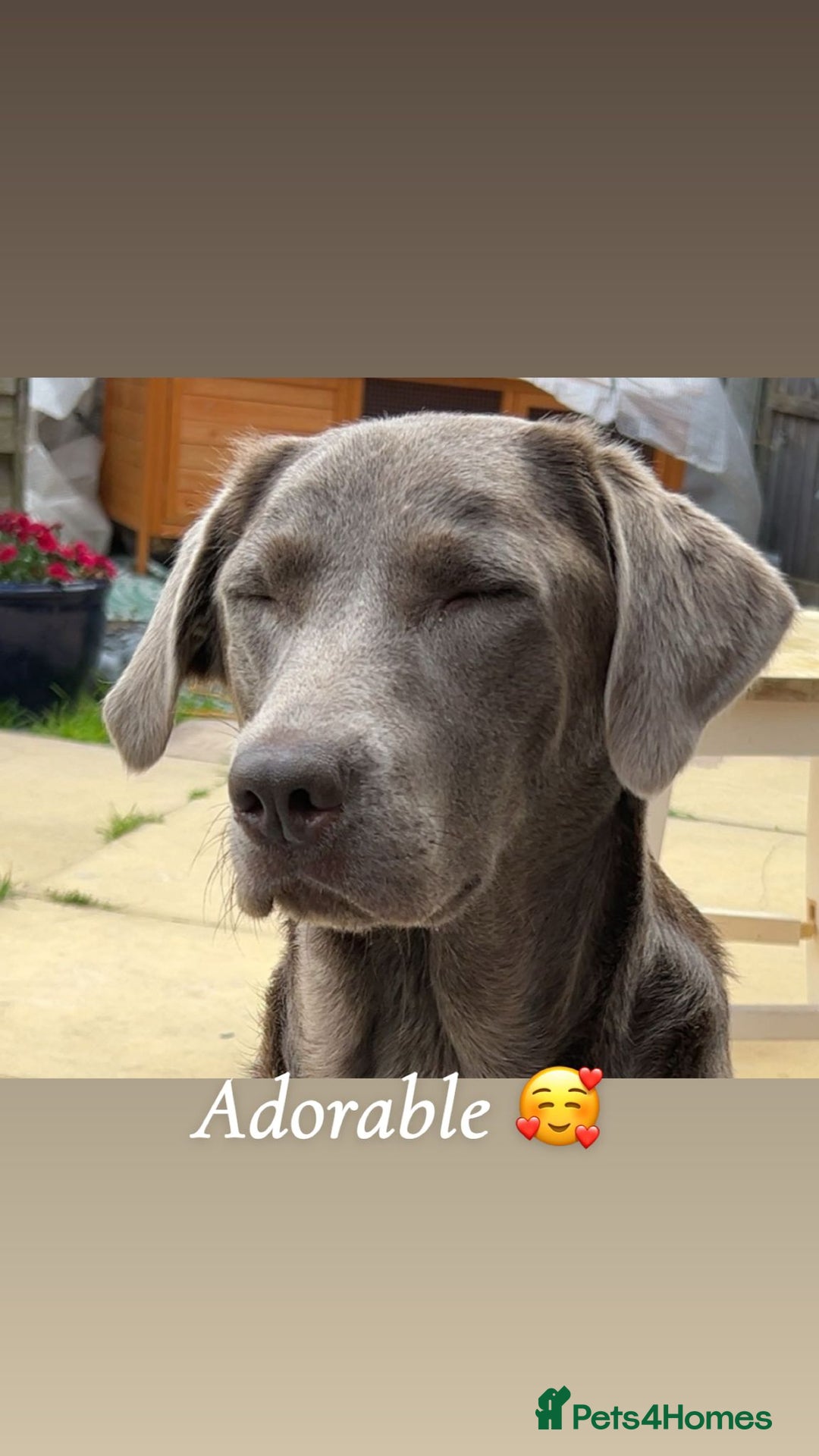 Labrador Retriever dogs for sale: Silver labradors *READY TO LEAVE* - Image 7